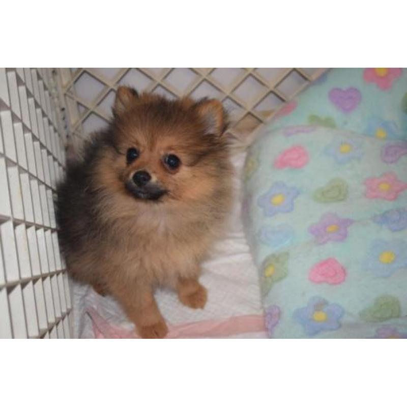 dwergkees pomeranian pomeriaan