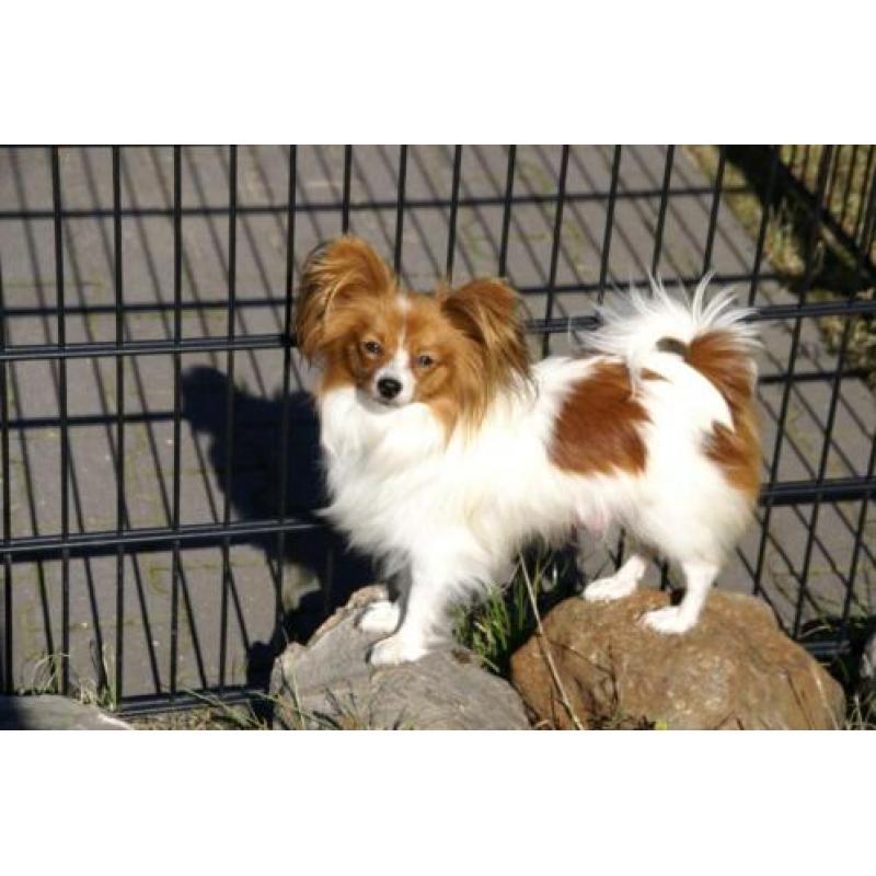 papillon vlinderhond pups met stamboom en gekeurde ouders