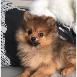 dwergkees pomeranian pomeriaan