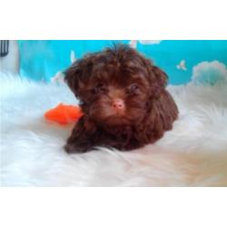 Mooie Russian Tsvetnaya Bolonka Pups