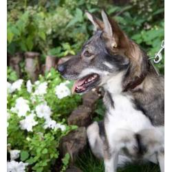 MyM Sofia. Lief, trouw uitdagend wolvenmeisje!