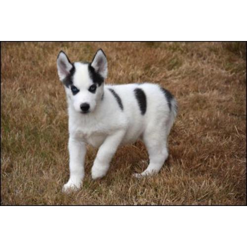 Husky pups