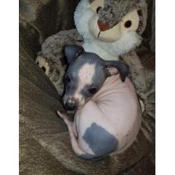 American hairless terriër