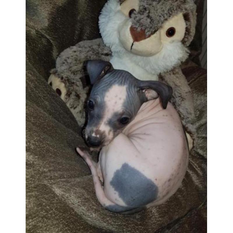 American hairless terriër