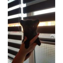 Chihuahua x Pomeriaan (Pomchi)