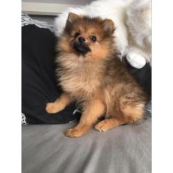 dwergkees pomeranian pomeriaan