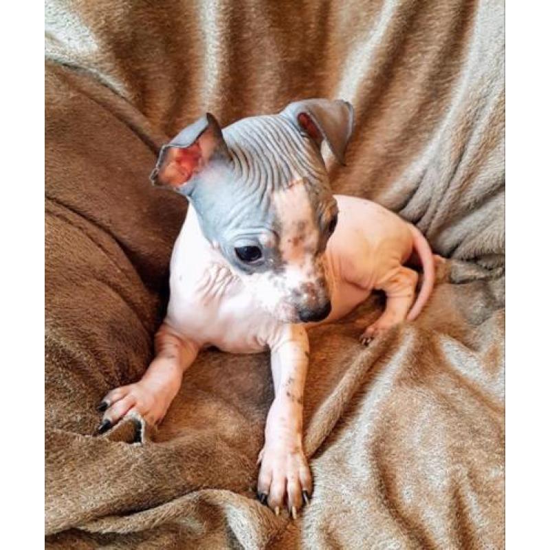 American hairless terriër
