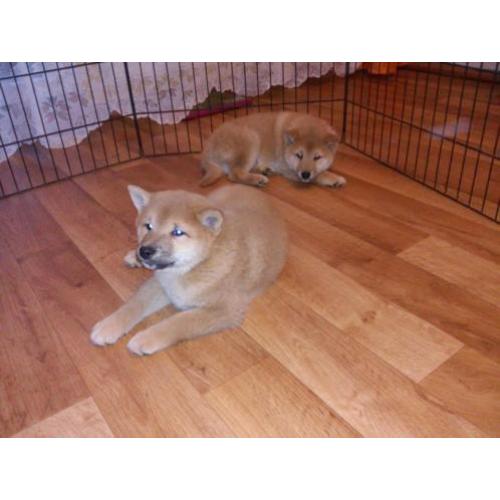 shiba inu beschikbaar