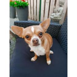 Chihuahua dekreu!! (Niet te koop)