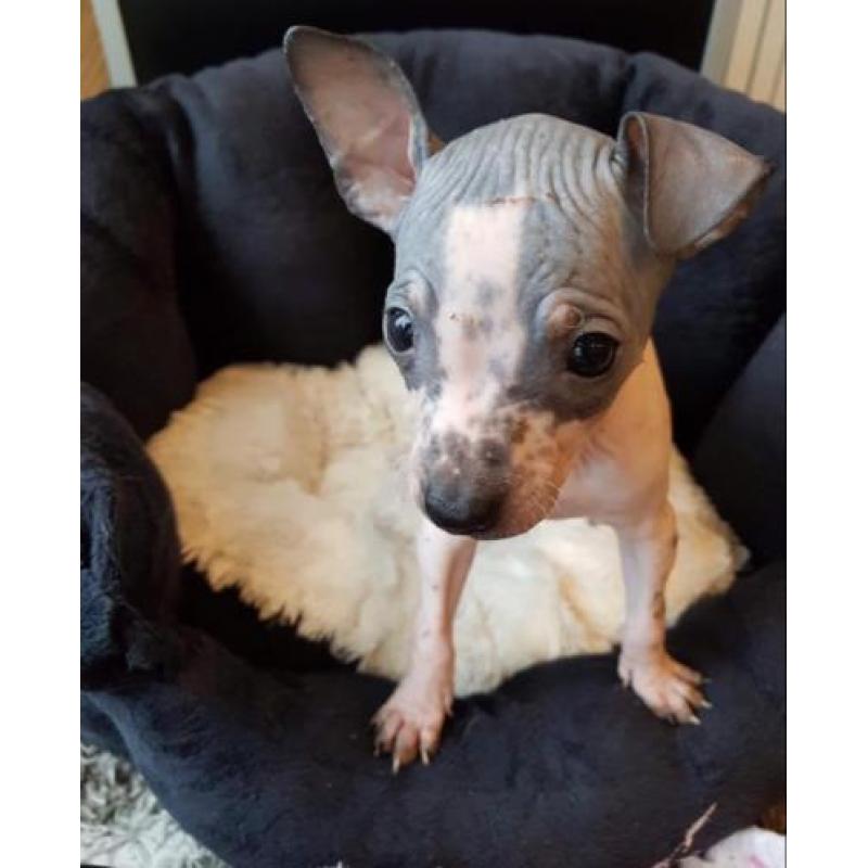 American hairless terriër