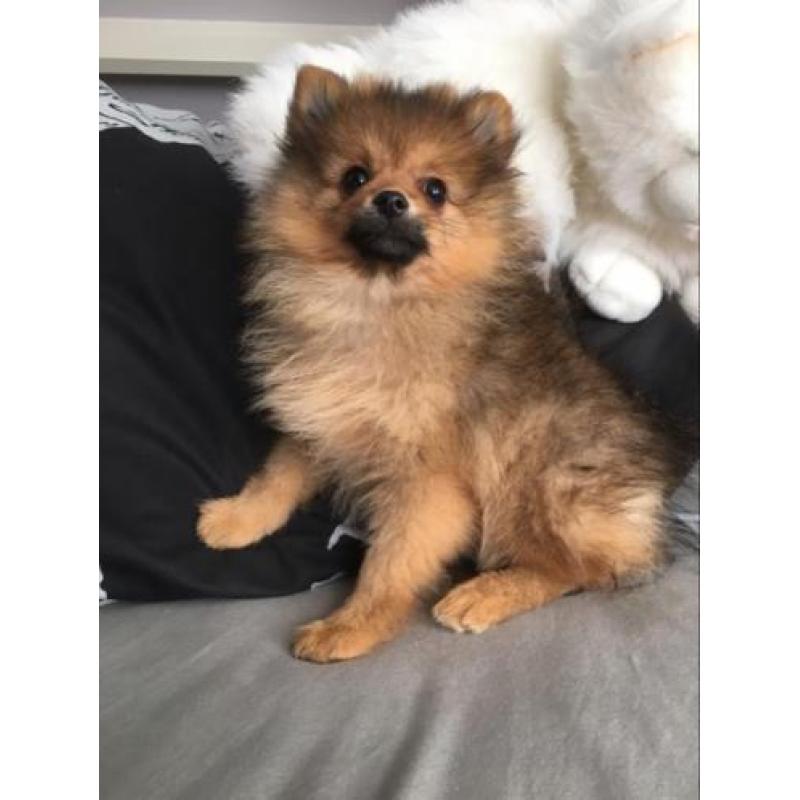 dwergkees pomeranian pomeriaan