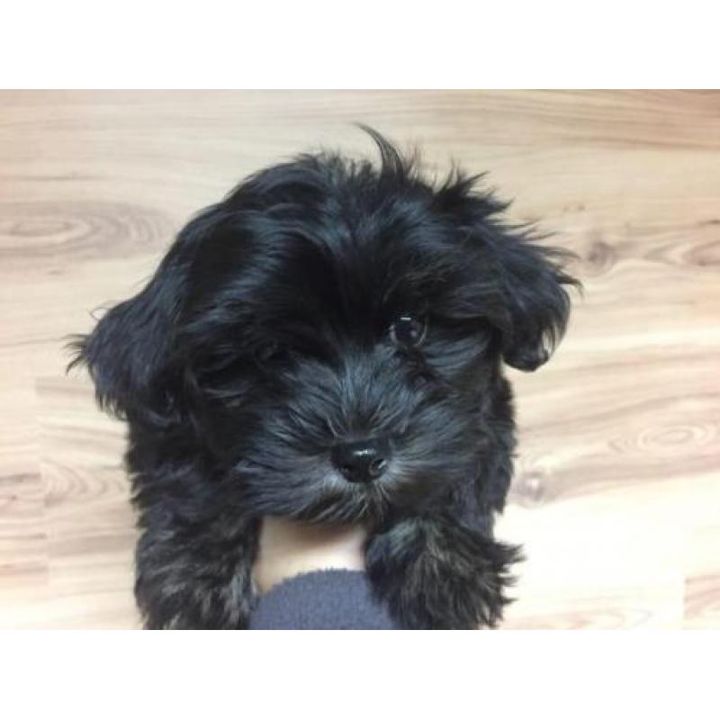 Mooie Russian Tsvetnaya Bolonka Pups